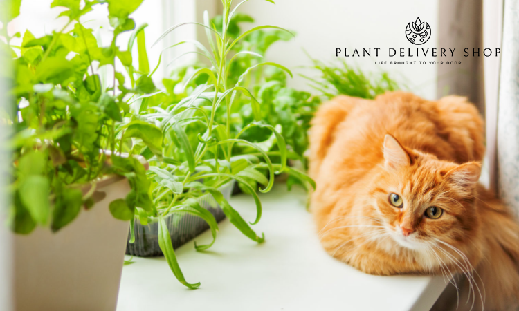 5 Pet-Friendly, Non-toxic Houseplants