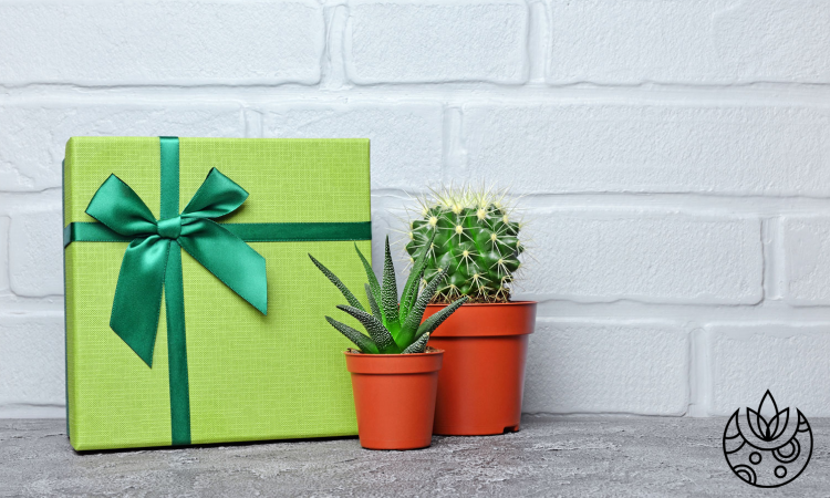 The Ultimate Plant Gift Guide