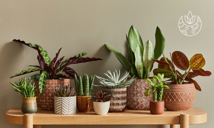 The Health Benefits of Indoor Plants