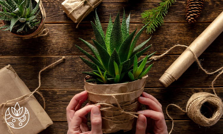 Why Plants Are the Perfect Gifts