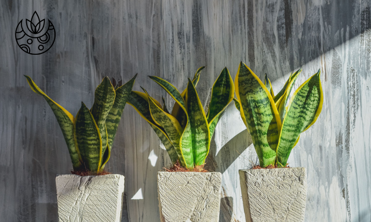 How to Care for a Snake Plant: Beginners Guide