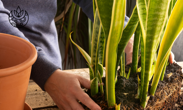 How to Care for a Snake Plant: Beginners Guide