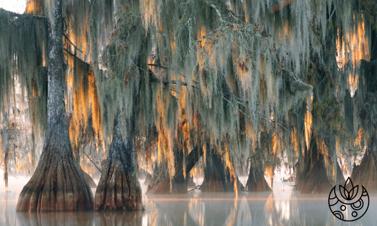 How to Care for Spanish Moss