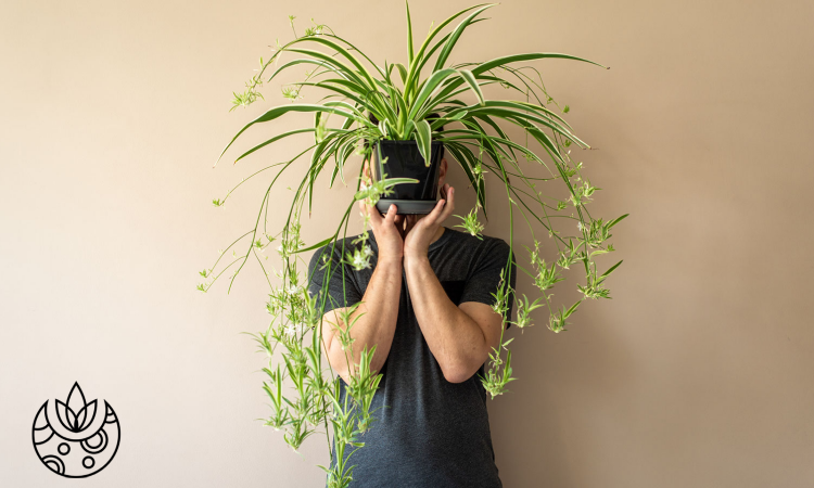 How to Care for a Spider Plant