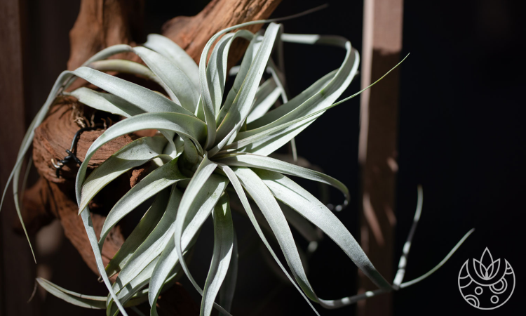 How to Care For an Air Plant: Tillandsia