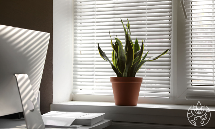 5 Low-light Plants for Your Home and Office