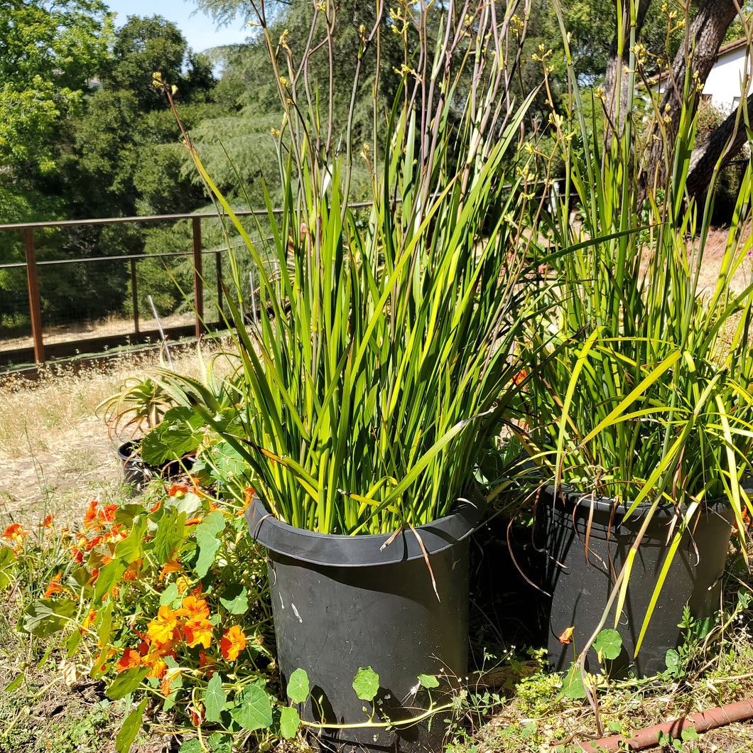 Kangaroo Paw 15 gal. Pot