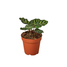 Load image into Gallery viewer, Calathea-Makoyana-4 inch pot
