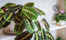 Load image into Gallery viewer, Picture of a prayer plant sold from Plant Delivery Shop
