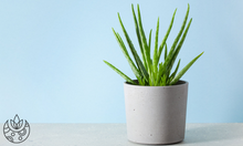 Load image into Gallery viewer, Potted aloe vera in front of a blue wall on Plant Delivery Shop.
