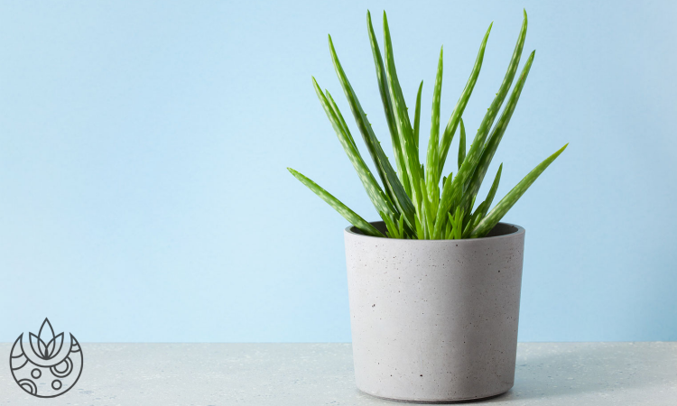 Potted aloe vera in front of a blue wall on Plant Delivery Shop.