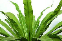 Load image into Gallery viewer, A close up of a bird&#39;s nest fern on Plant Delivery Shop available for delivery in the San Francisco area.
