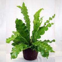 Load image into Gallery viewer, A bird&#39;s nest fern on Plant Delivery Shop available for delivery in the San Francisco area.
