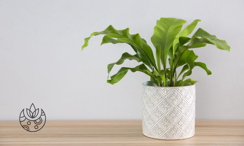 Bird's nest fern in a decorative white pot on Plant Delivery Shop.