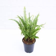 Load image into Gallery viewer, Boston Fern (Sword Fern)
