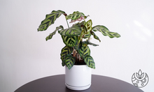 Load image into Gallery viewer, Calathea Makoyana in a white pot on Plant Delivery Shop.
