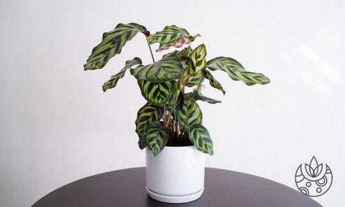 Calathea Makoyana in a white pot on Plant Delivery Shop.