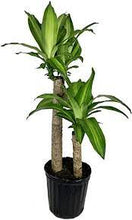 Load image into Gallery viewer, Corn Plant (Dracaena)
