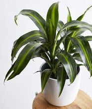 Load image into Gallery viewer, Corn Plant (Dracaena)
