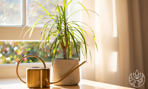 A dragon tree in a pot next to a watering can on Plant Delivery Shop.