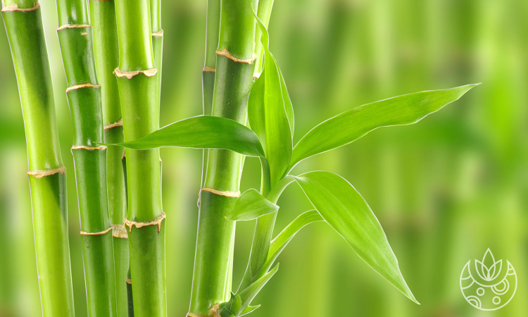 A closeup of stalks of lucky bamboo on Plant