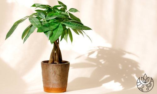 A money tree on Plant Delivery Shop.