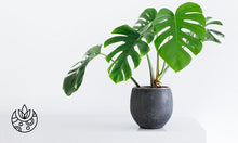 Load image into Gallery viewer, Monstera Deliciosa
