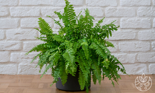 A boston fern (sword fern) in front of a white brick wall on Plant Delivery Shop.