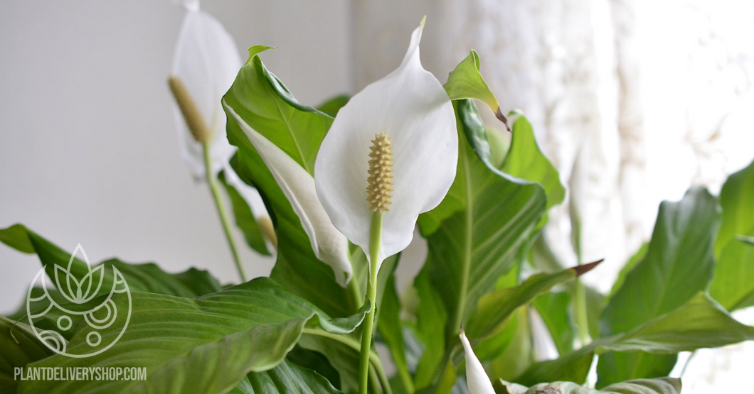 A peace lily plant indoors on Plant Delivery Shop.