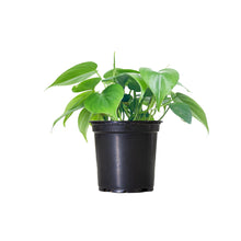 Load image into Gallery viewer, Philodendron
