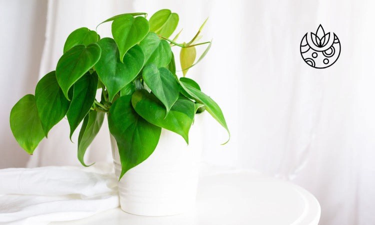 Philodendron