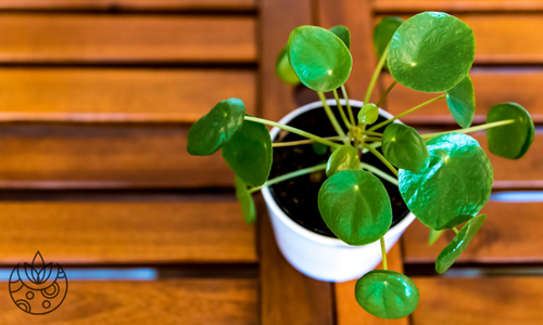 Pilea Chinese Money Plant on Plant Delivery Shop.