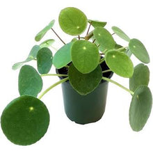 Load image into Gallery viewer, Pilea (Chinese Money Plant)
