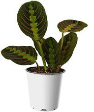 Load image into Gallery viewer, Prayer Plants
