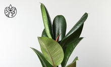 Load image into Gallery viewer, Rubber Plant sold online by Plant Delivery Service
