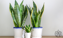 Load image into Gallery viewer, Three potted snake plants or mother in law&#39;s tongue plants on Plant Delivery Shop.
