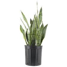 Load image into Gallery viewer, Snake Plant / Mother-In-Law&#39;s Tongue
