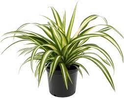 Spider Plant