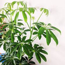 Load image into Gallery viewer, Umbrella Plant (Schefflera)
