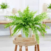 Load image into Gallery viewer, Boston Fern (Sword Fern)
