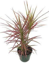 Load image into Gallery viewer, Dragon Tree (Dracaena Marginata)
