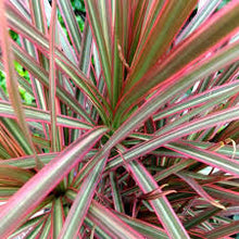 Load image into Gallery viewer, Dragon Tree (Dracaena Marginata)
