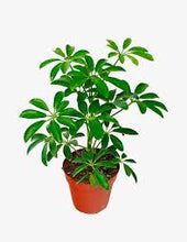 Load image into Gallery viewer, Umbrella Plant (Schefflera)
