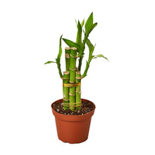 Load image into Gallery viewer, Lucky bamboo in a small pot on Plant Delivery Shop.
