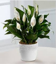 Load image into Gallery viewer, A peace lily in bloom on Plant Delivery Shop in the San Francisco area.
