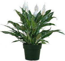 Load image into Gallery viewer, A peace lily on Plant Delivery Shop in the San Francisco area.
