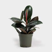 Load image into Gallery viewer, Rubber Plant
